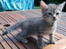 2 graue Tigerkaterchen von privat * 25.6.26