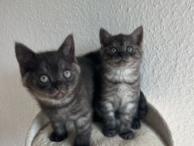 Britisch Kurzhaar Kitten