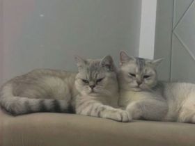 Katzen suchen gemeinsam ein liebevolles Zuhause ❤️