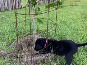 Labrador-Welpe (weiblich) – sucht ein liebevolles Zuhause