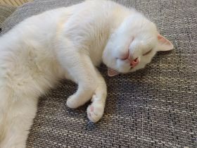 Kenai sucht ein neues liebevolles Zuhause