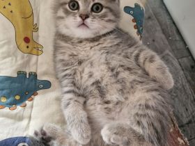Britisch Kurzhaar Kitten Bkh Abgabe sofort möglich