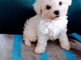 Bichon Frise Welpen
