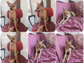 Speedy – wer hat eigentlich diese Ohren bestellt?