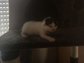 Süße BKH Mix Kitten suchen ein liebevolles Zuhause (Reservierung ab sofort)