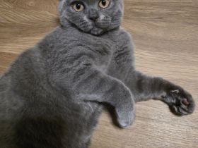 Zuckersüßes Kätzchen (Mädchen) sucht ein liebevolles Zuhause in Dresden