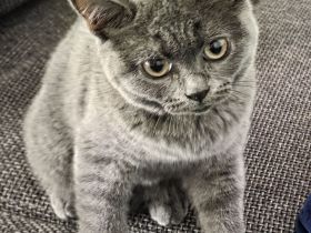Zuckersüßes Kätzchen (Mädchen) sucht ein liebevolles Zuhause in Dresden