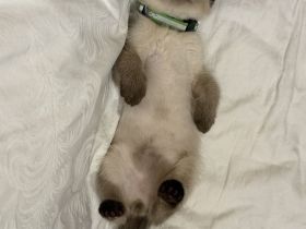 Thai Katze Kater Thaikitten Thaikatze Hundskatze