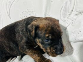 Boxer × Old English Bulldog × Rottweiler Mix Welpen