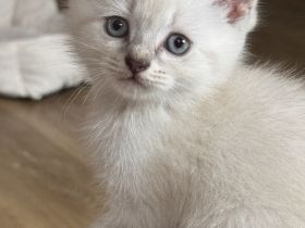 Britisch kurzhaar kitten