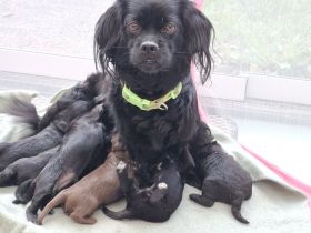 Süße schizu Pinscher und spanischer wasserhund Welpen mixe Suchen  ihr neues Zuhause