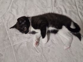 Süße BKH-EKH mix Kitten