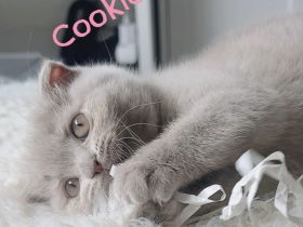 Cookie ist bereit und wartet auf ihre Herzensmenschen!