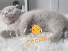 Cookie ist bereit und wartet auf ihre Herzensmenschen!
