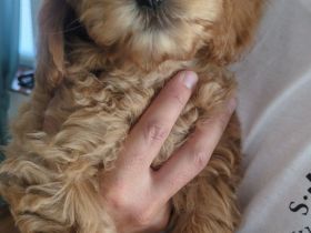 Maltipoo Welpen