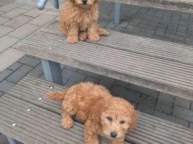 Maltipoo Welpen