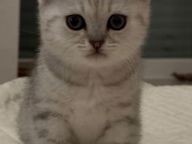 Drei Britisch Kurzhaar Kitten suchen ein liebevolles Zuhause