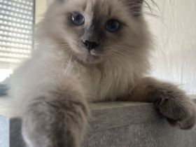 Sibirische Kitten zu verkaufen