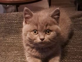 BKH Blue Kater 550 VB