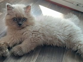 Britisch Langhaar Blue Point Junge mit blauen Augen