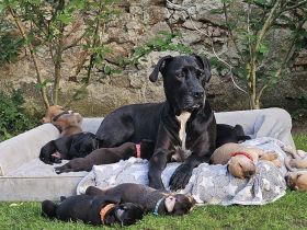 Hundewelpen Deutsche-Dogge-Boxer, Bordeauxdogge-Viszla-Mischling