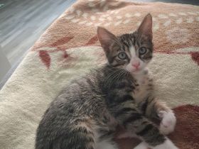 Katzen baby