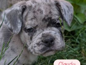 Französische Bulldoggen freiatmend sportlich und mit Rute