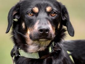 Nita in 92431 Neunburg sucht ihr Für-immer-Zuhause