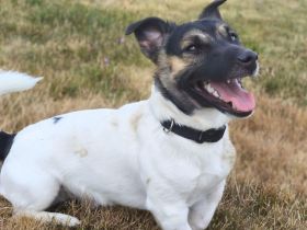 Tyson in 56729 Nachtsheim sucht sein Für-immer-Zuhause