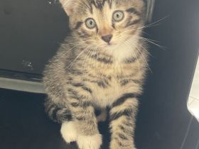 Zwei liebevolle Kater suchen ein neues Zuhause