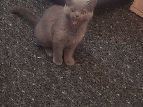 Kitten abzugen BKH