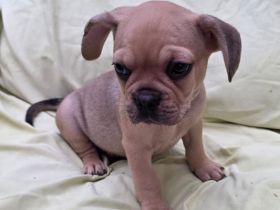 Alternativ Französische Bulldoggen mit Rute und guter Schnauze inkl Ahnentafel