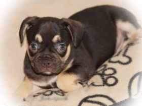 Alternativ Französische Bulldoggen Welpen mit Rute und guter Schnauze inkl Ahnentafel