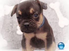 Alternativ Französische Bulldoggen mit Rute und guter Schnauze inkl Ahnentafel