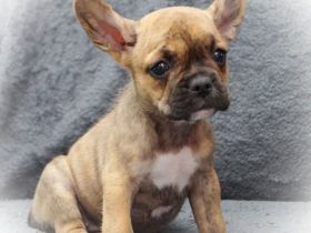 Alternativ Französische Bulldoggen mit Rute und guter Schnauze inkl Ahnentafel