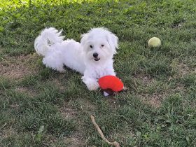 Malteser Chihuahua Mix