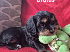 Süße Cocker Spaniel Mix Welpen suchen neues Zuhause