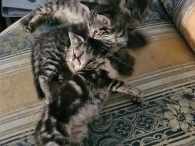 3 wundervolle 10 Wochen alte Kitten