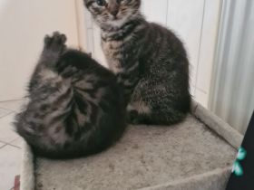 3 wundervolle 10 Wochen alte Kitten
