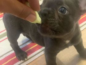 🐶 Wunderschöne Französische Bulldoggen-Welpen abzugeben! 🥰