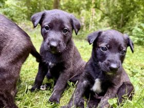 aufgeweckte Mischlingswelpen suchen aktives Zuhause - Hollandse Herder x Magyar Agár-Mix