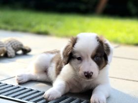 Zauberhafte Australian Shepherd Welpen suchen ihr Zuhause!