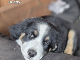 Zauberhafte Australian Shepherd Welpen suchen ihr Zuhause!