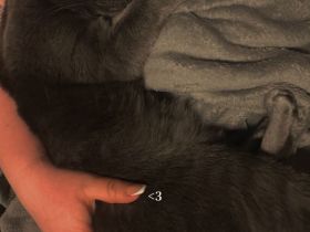 Kater, Katze, Hauskatze