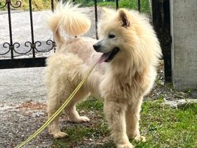 Samojedenrüde Nanook