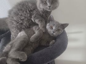 Bkh/Blh katzen Mädchen zu verkaufen dringend