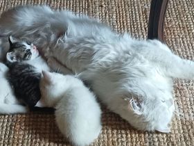 Angora Mischlings Kätzchen