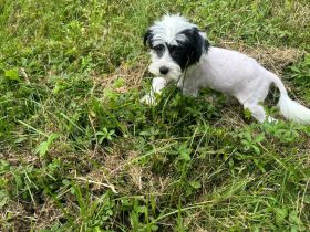 Süßer Chinesische Schopfhund Cavalier suche als letzer mein Traumzuhause