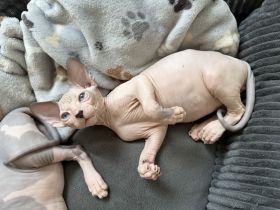 Sphynx Kitten Elf