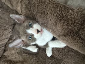 Sphynx Kitten Elf
